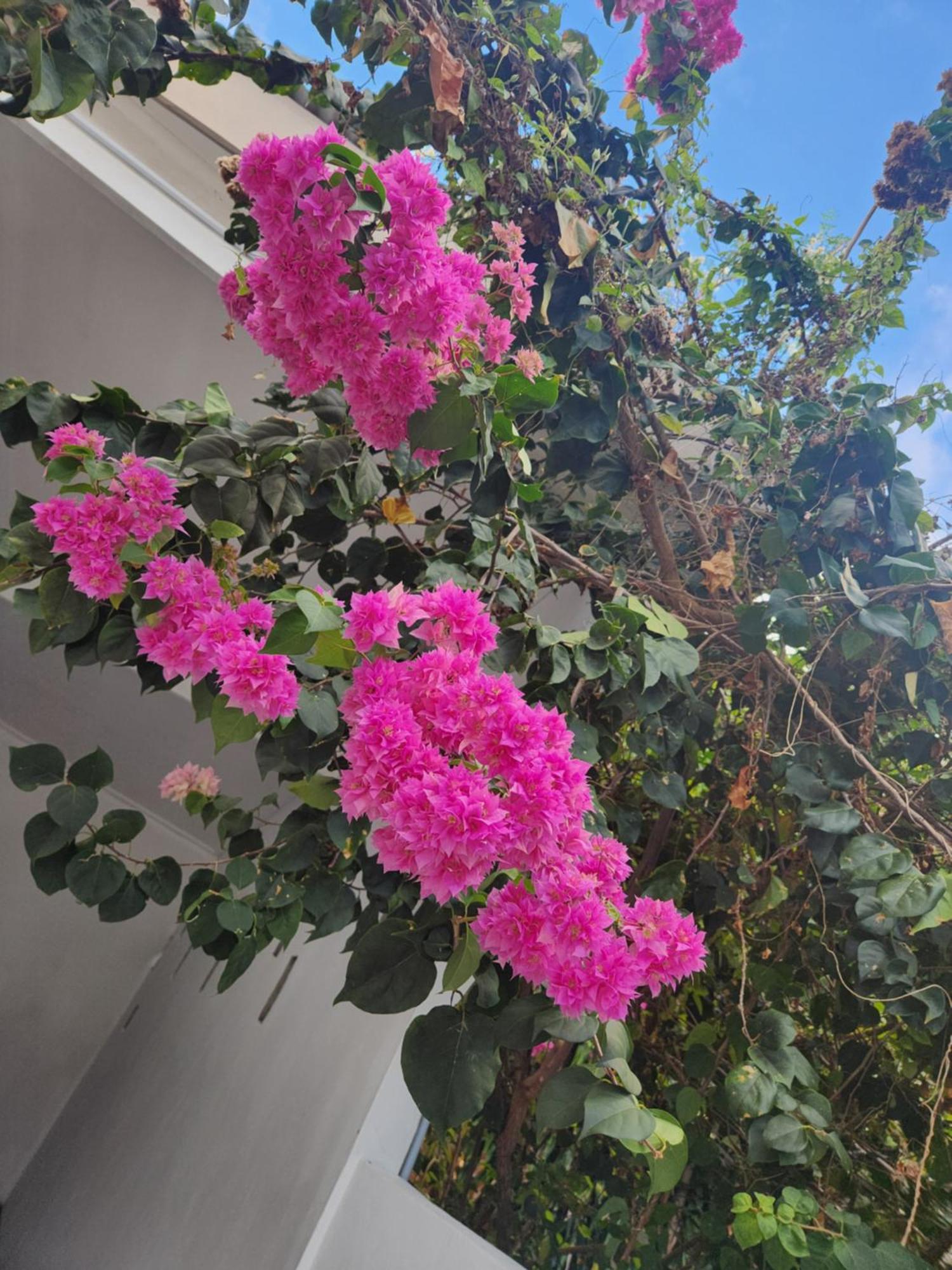 Vila Kaz Memel Beau Vallon  Exteriér fotografie